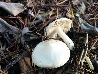 Inocybe insinuata image