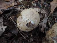 Clitocybe albirhiza image