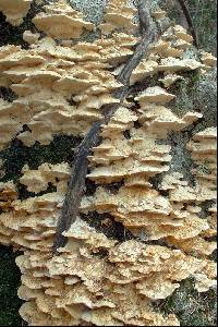 Trametes pubescens image