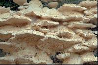 Trametes pubescens image