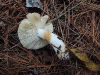 Russula abietina image