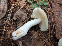 Russula abietina image