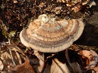 Trametes cubensis image