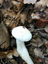 Hygrophorus eburneus image