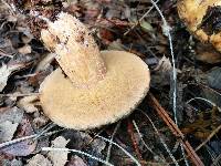 Suillus fuscotomentosus image