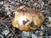 Suillus fuscotomentosus image