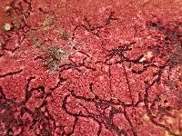 Hypomyces rosellus image