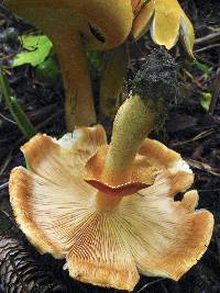 Phaeolepiota aurea image