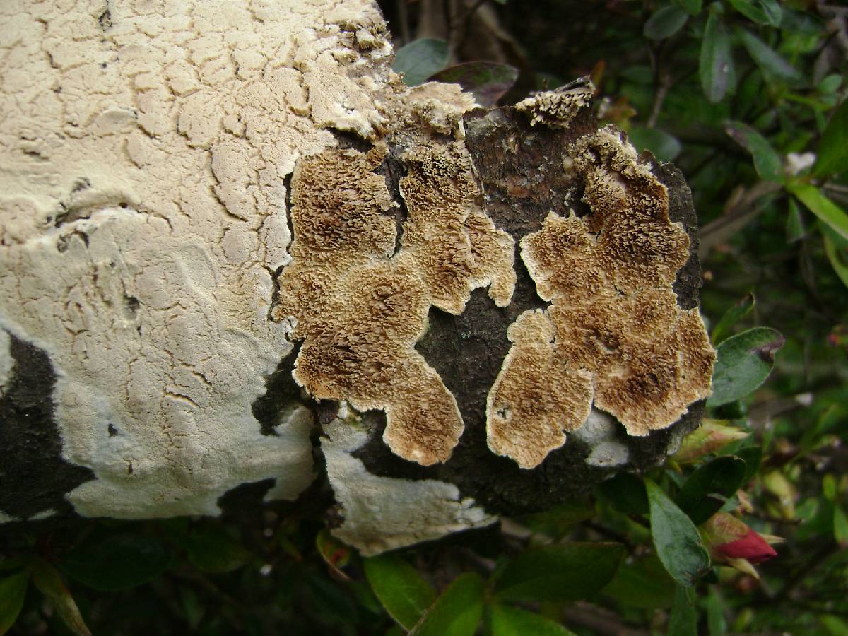 Diplomitoporus crustulinus image