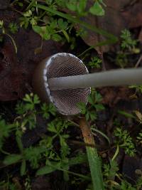 Psathyrella longipes image