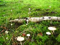 Inocybe geophylla var. geophylla image