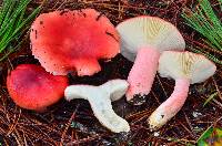 Russula sanguinaria image