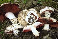 Agaricus bitorquis image