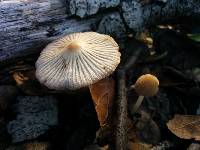 Coprinellus impatiens image