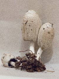 Coprinellus flocculosus image