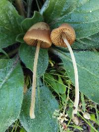 Conocybe pubescens image