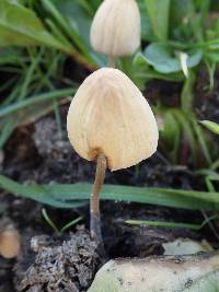 Conocybe siliginea image