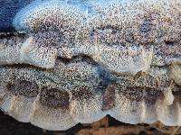 Merulius tremellosus image