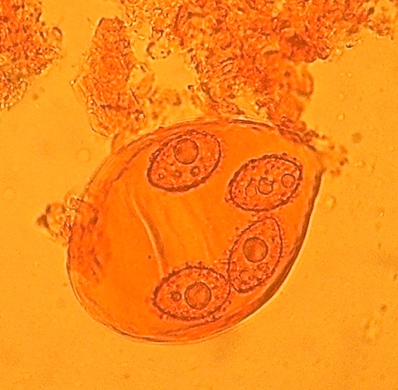 Tuber californicum image