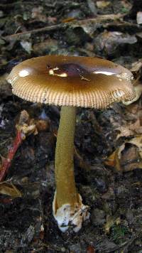 Amanita amerifulva image