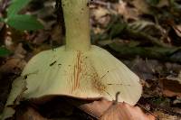 Lactarius argillaceifolius var. megacarpus image