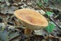 Lactarius volemus image