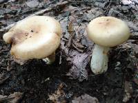 Russula grata image