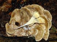 Meripilus sumstinei image