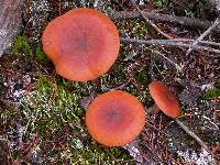 Lactarius rufus image