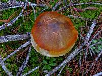 Tricholoma focale image
