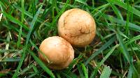 Marasmius oreades image