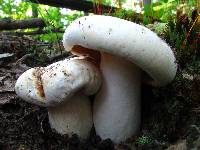 Lactarius deceptivus image