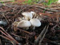 Marasmius albogriseus image