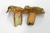 Lactarius salmonicolor image