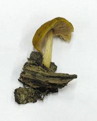 Pluteus leoninus image