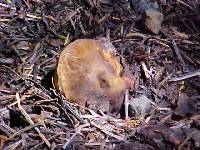 Gastroboletus turbinatus image