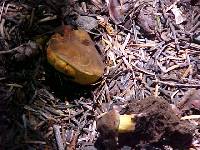 Gastroboletus turbinatus image