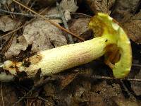 Leccinum subglabripes image