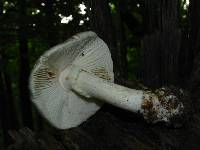 Amanita brunnescens image