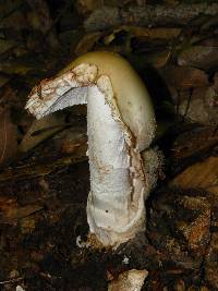 Amanita volvata image