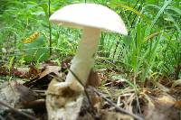 Amanita whetstoneae image