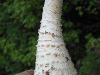 Amanita rhopalopus image