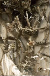 Peltigera rufescens image