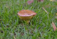 Suillus luteus image