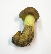 Boletus appendiculatus image