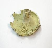 Russula chloroides image