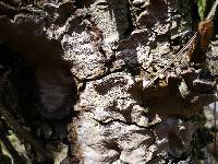 Phellinus conchatus image