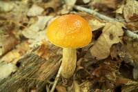 Boletus longicurvipes image