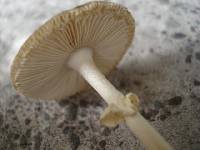 Amanita solaniolens image