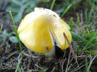 Amanita flavorubens image